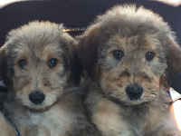airedoodle puppies for sale