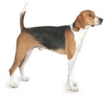 Foxhound vs Beagle: Breed Comparison