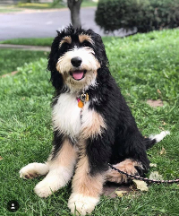 at what age is a bernedoodle full grown