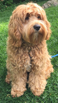 cockapoo and poodle mix