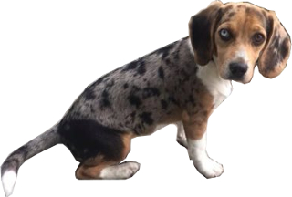 half dachshund half beagle