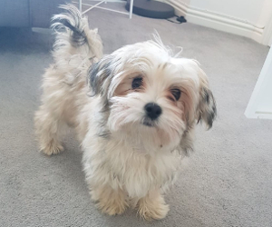 maltese with chihuahua mix