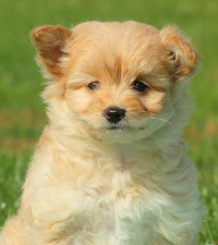 are pomeranian poodle mixes hypoallergenic